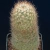 Escobaria_chihuahuensis